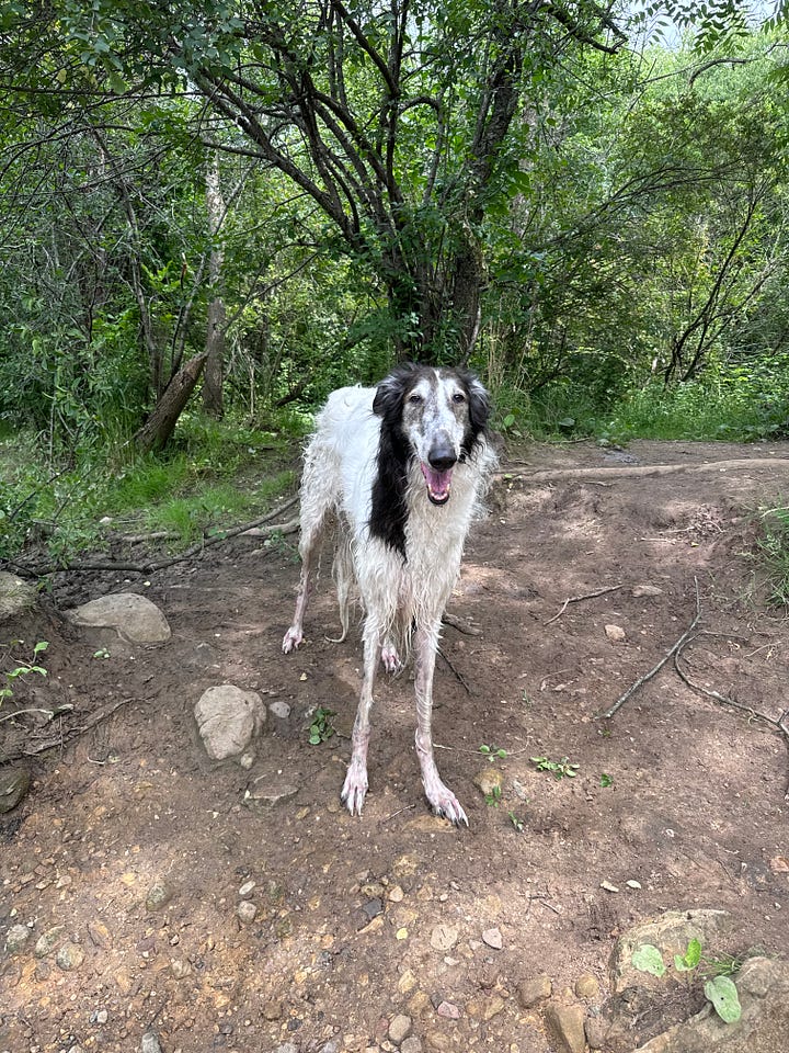 Top photos are Cleo and Abby on their solo double trip to the dog park (YouTube video to come). Followed by Abby being majestic on the beach for her solo trip, and Cleo being the soggiest noodle after a rainy hike.