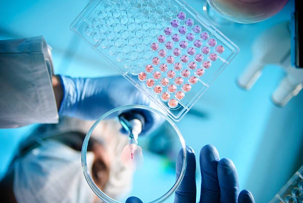 Lab Experiment A scientist using a pipette with a microtiter plate and a petri dish pharmaceutical laboratory stock pictures, royalty-free photos & images