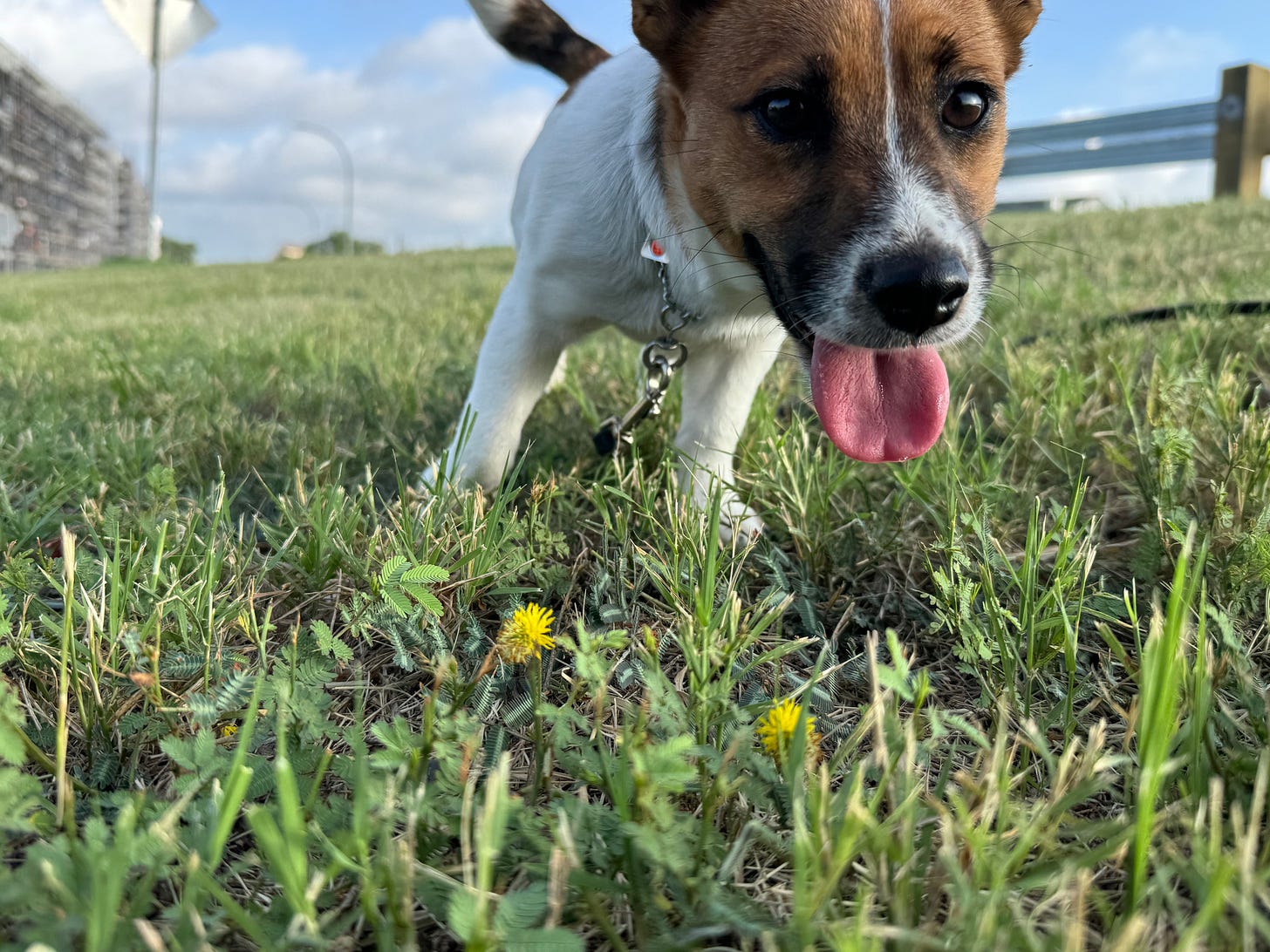 Puppy on berm with yellow wildflowers