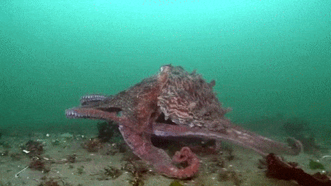 This may contain: an octopus is sitting on the ocean floor