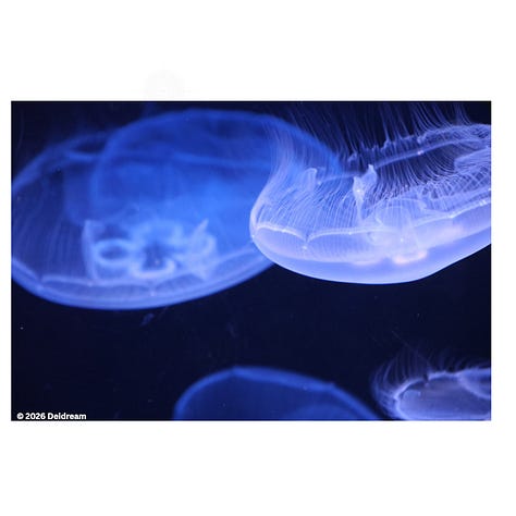 Three pictures of moon jellyfish, a yellowtail tang, and clownfish with anemone. Photos taken at Shedd Aquarium in Chicago. 