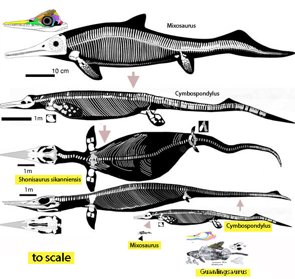 Shonisaurus sikanniensis