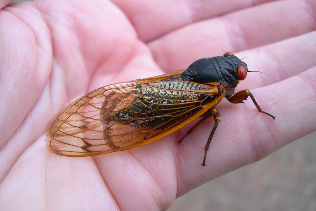 Georgia's Brood XIX is here: Periodical cicadas make their mark on the  Southeast | CAES Field Report
