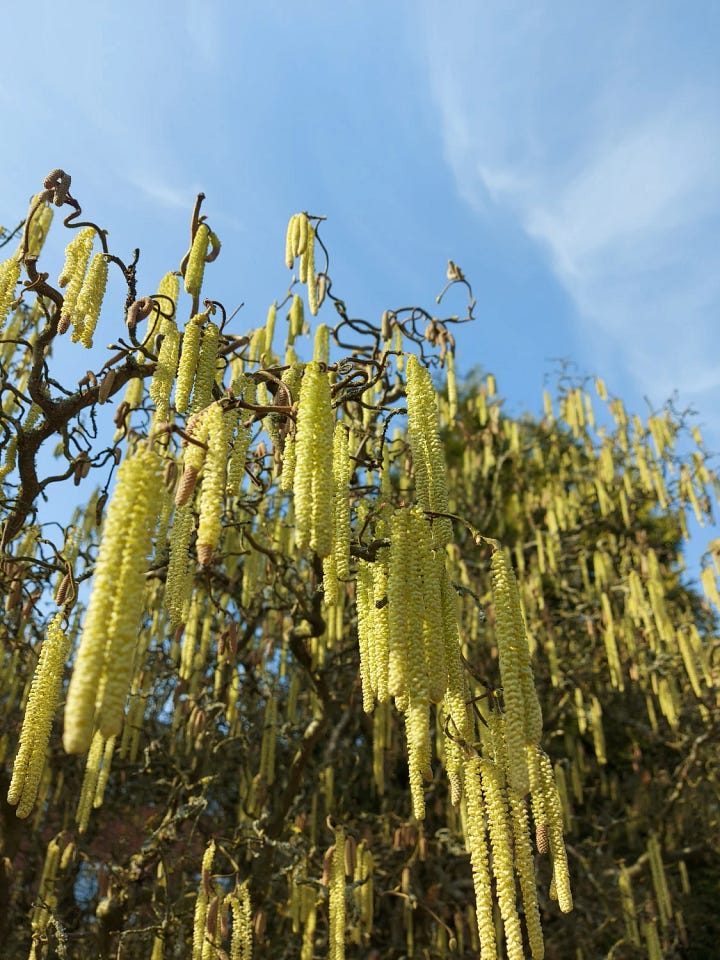 Corkscrew hazel catkins