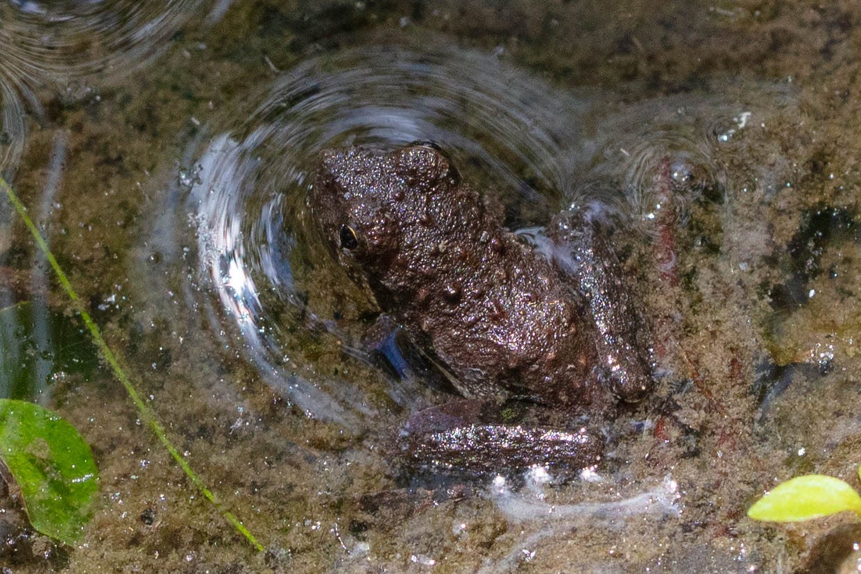 A small brown frog with a triangular snout, sitting in very shallow water, surrounded by a circlular ripple in the water.