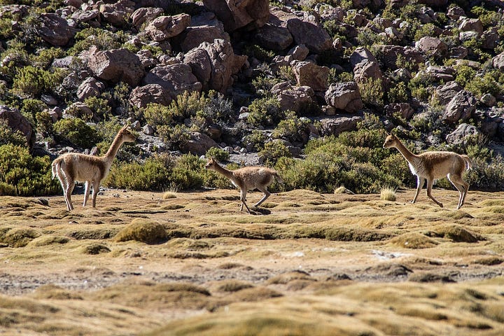 Left, Atacama Desert landscape with large pile of clothes. Right, clean Atacama Desert landscape with animals.