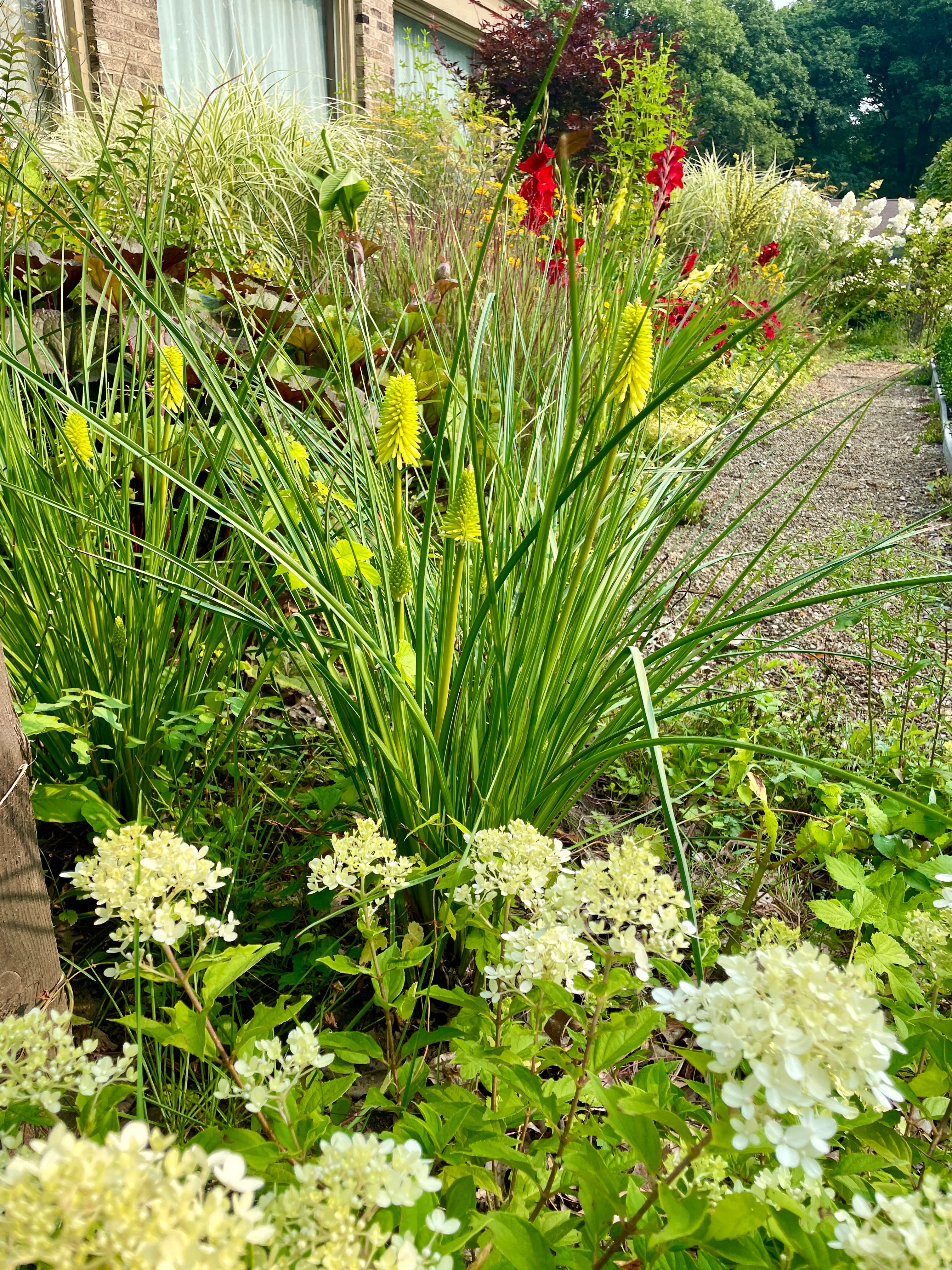 The Hot Border - Julie Witmer Gardens Newsletter