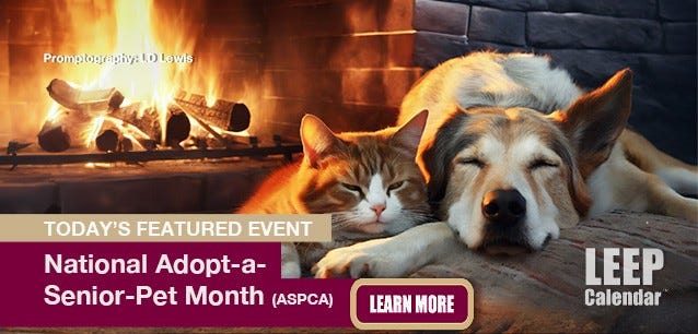 Senior pets make great companions. They're gentle, calmer and often well trained. 
