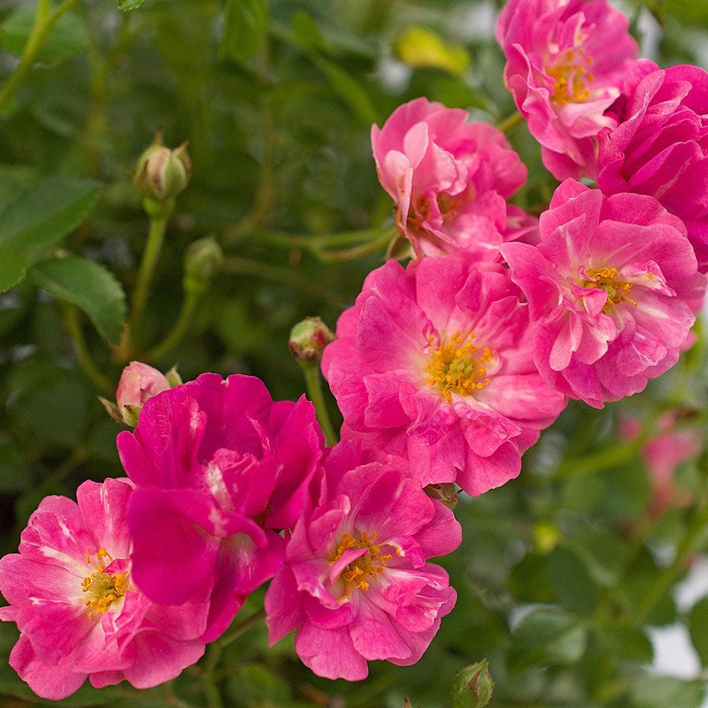 Cluster of Pink Ground Roses photographed for My Forever Son: Chronicling Grief, Hope, and Healing, Poem I Send All the Love My Heart Can Hold, Ghost Memories Swirl Everywhere