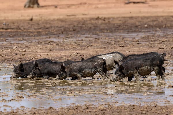 Pigs to the Rescue: An Invasive Species Helped Save Australia's Crocodiles  - The New York Times