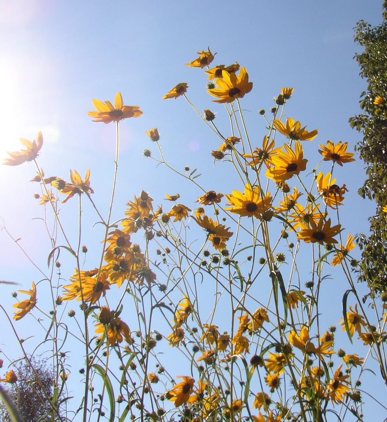 light blue sky in background. small yellow sunflowers on tall green stalks blowing in the wind