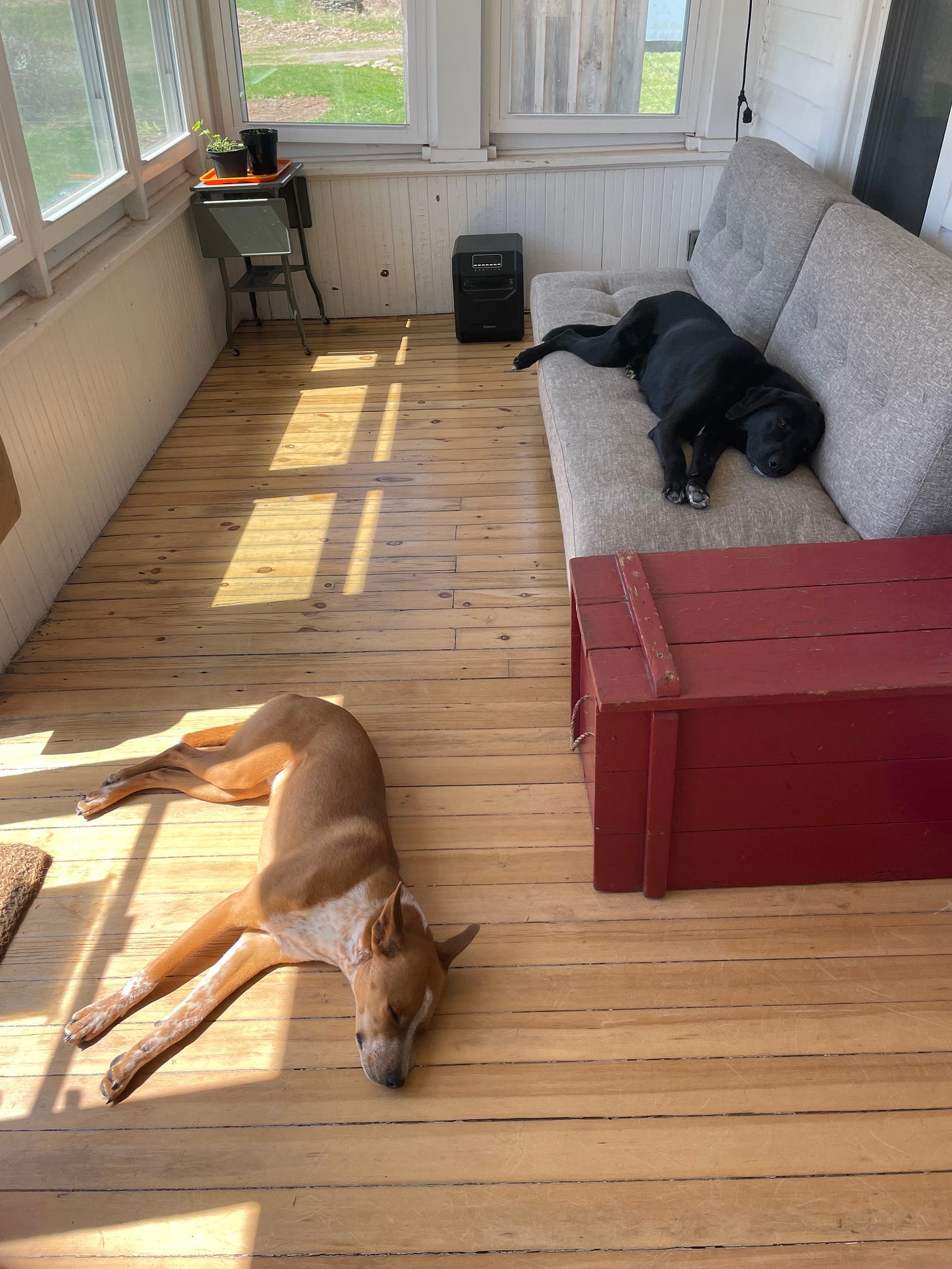 Rufus the puppy alongside Saturn the big dog asleep on the porch, seedlings in back