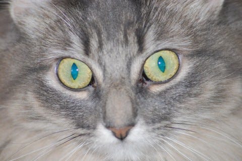 Kali_Cats_Meows Kali_Cats_Meows