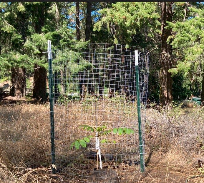 newly planted Heartnut Tree