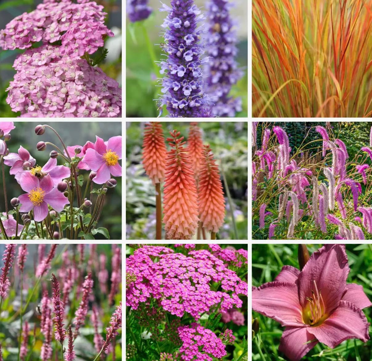 cottage garden planting design for august