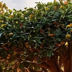 2:9d and the tree of the knowledge of good and evil.