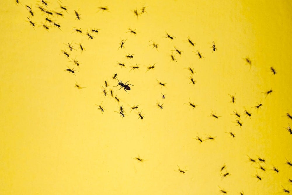 black insects on yellow background black insects on yellow background