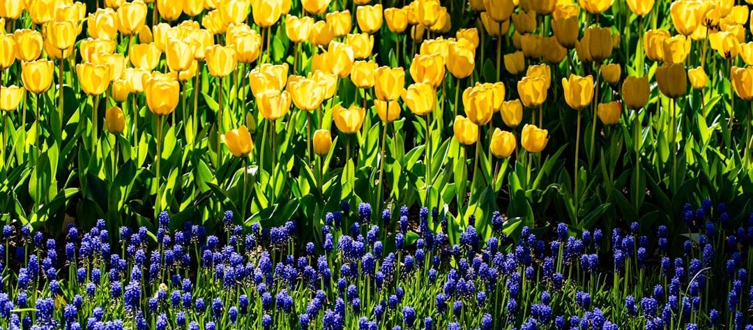Yellow tulips bloom above blue flowers.