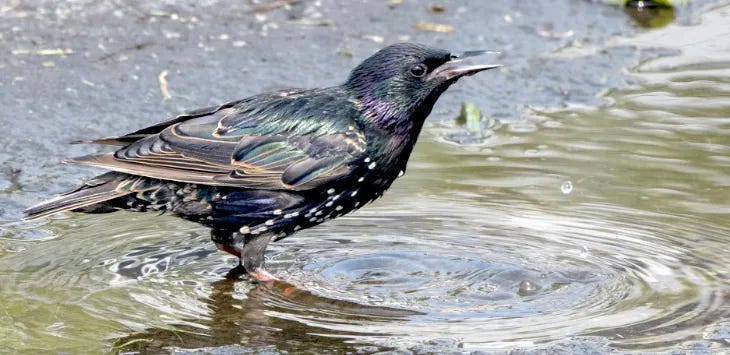 Nowhere to Hide: Heatwaves, Wildfires Create Perilous Situation for Wildlife