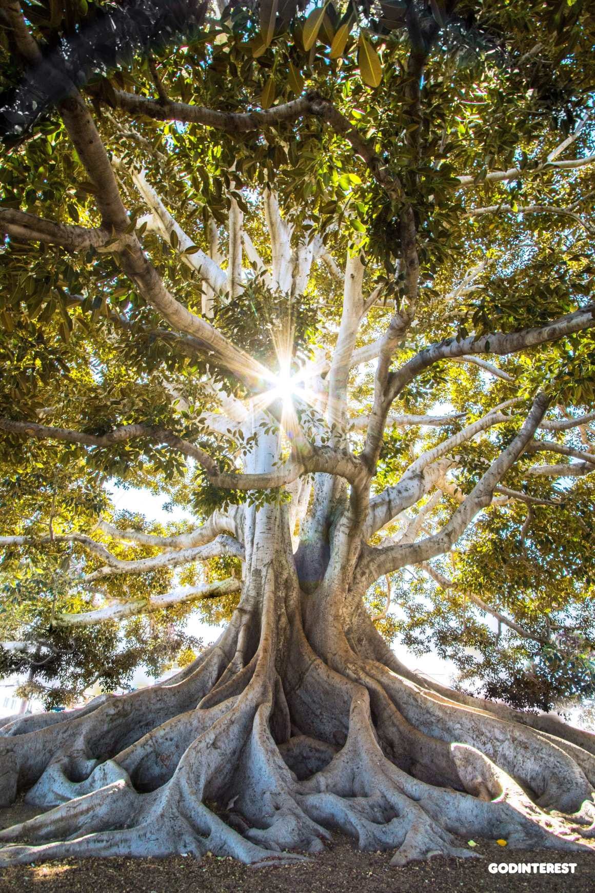 The Tree of Life