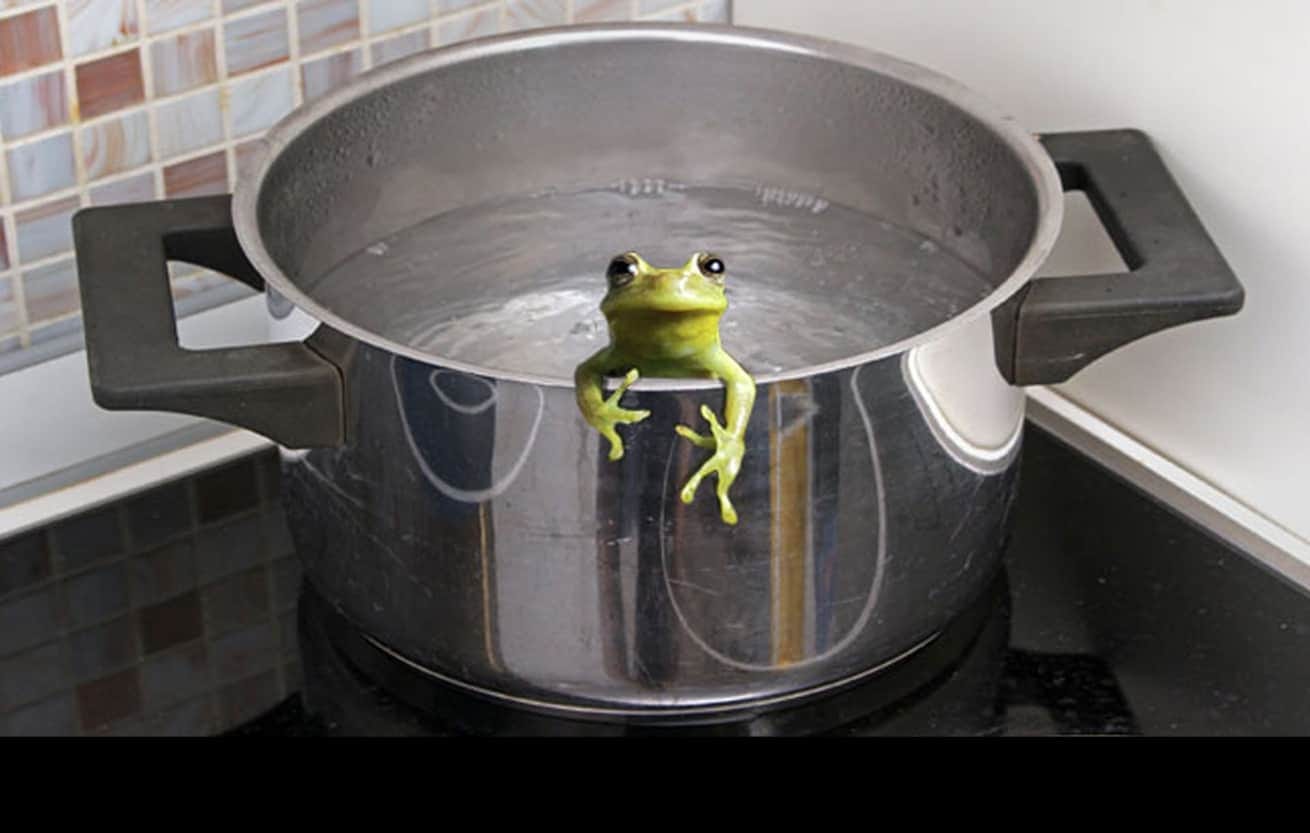 My Life as a Frog • Everyday Cheapskate