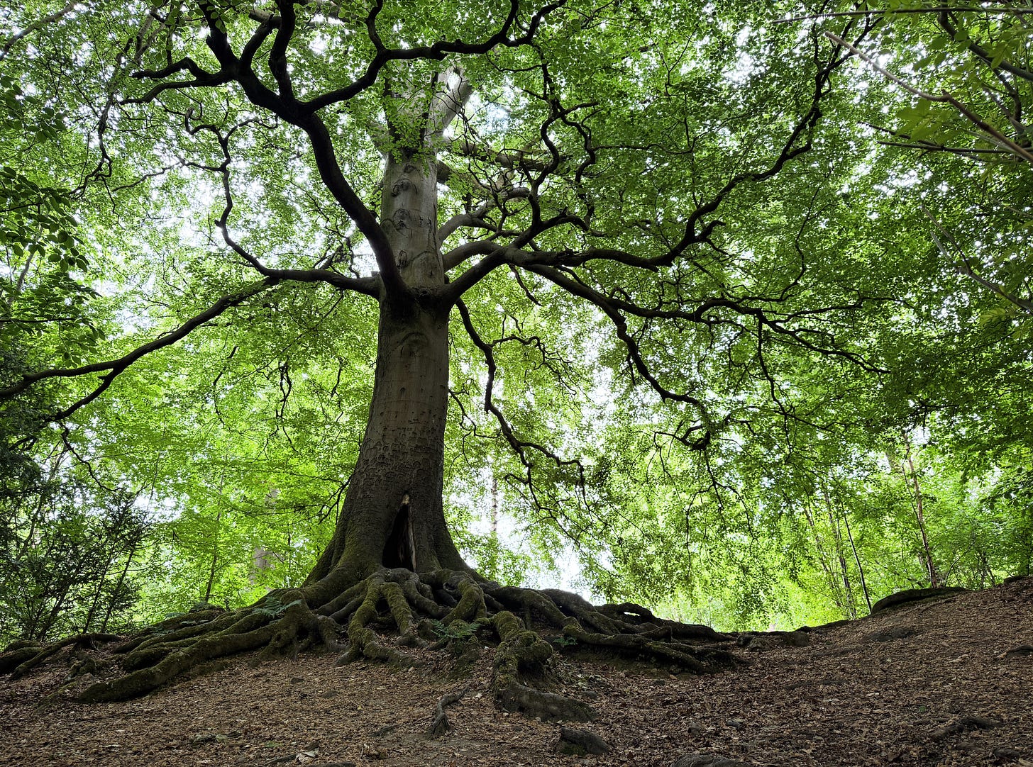 A great beech tree spills its roots down a hill and bares its heart through a triangular hollow in its trunk (like a little temple). The day is bright after rain, but the camera takes its view from beneath a green summer canopy. We must be in a woodland. A great beech tree spills its roots down a hill and bares its heart through a triangular hollow in its trunk (like a little temple). The day is bright after rain, but the camera takes its view from beneath a green summer canopy. We must be in a woodland.