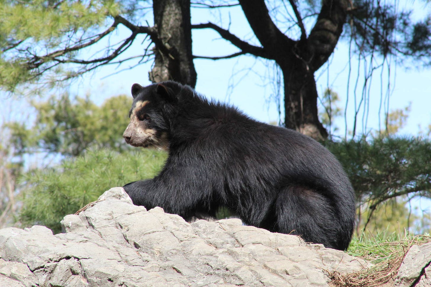 Andean Bear at Queens Zoo