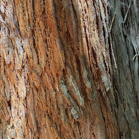 close up of redwood tree bark in varying shades of brown and green