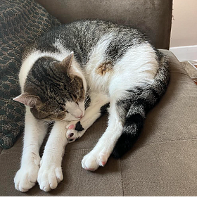 Contrarian Pet of the Week