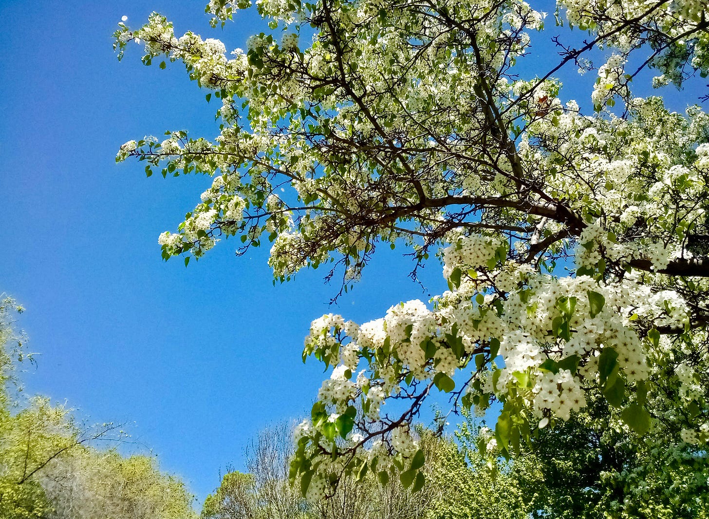 Tree in bloom