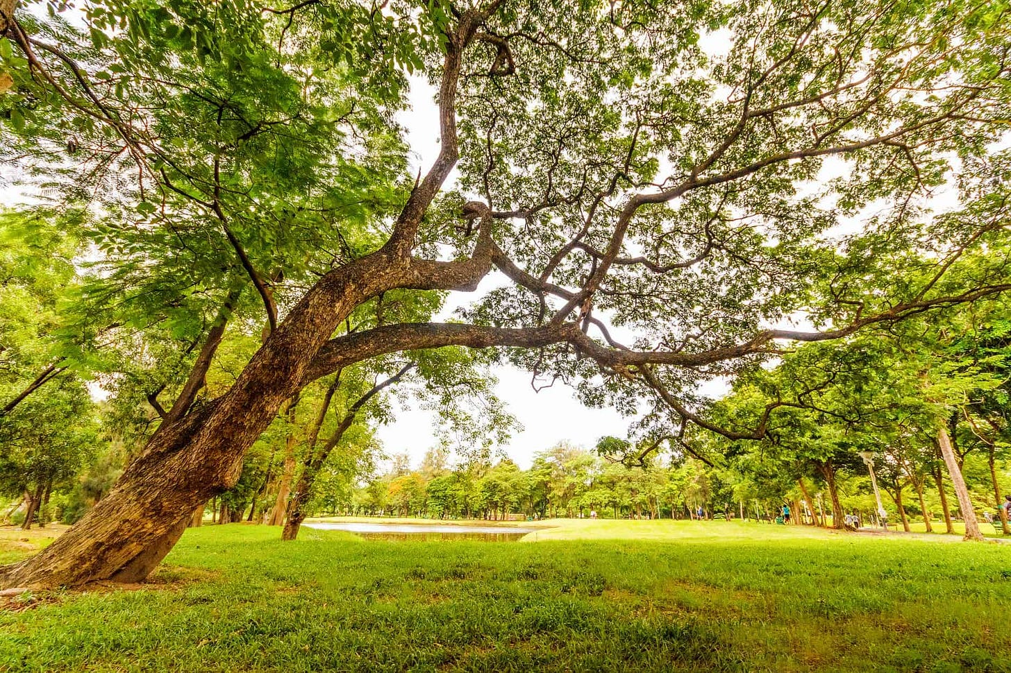 worm s eyeview of tall tree under a gray sky worm s eyeview of tall tree under a gray sky