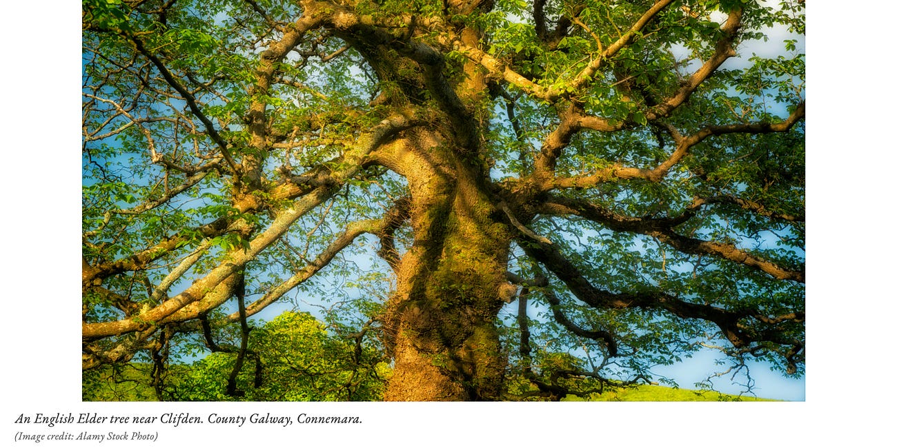 Why We Need to Grow Up & Talk to Trees