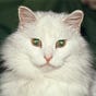 Alternative Dog's avatar