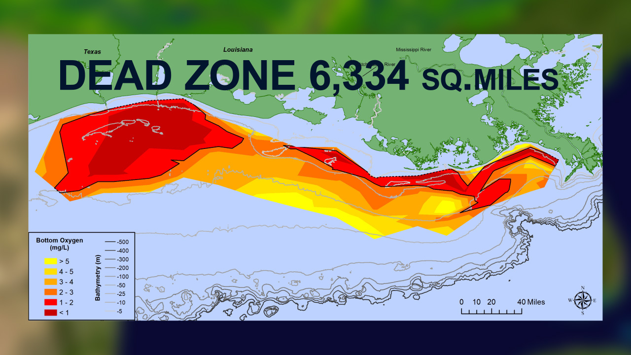 Happening Now: Dead Zone in the Gulf 2021