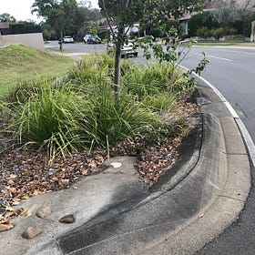 Verge Gardens, Rain Gardens, and Bushcare. They're all connected.