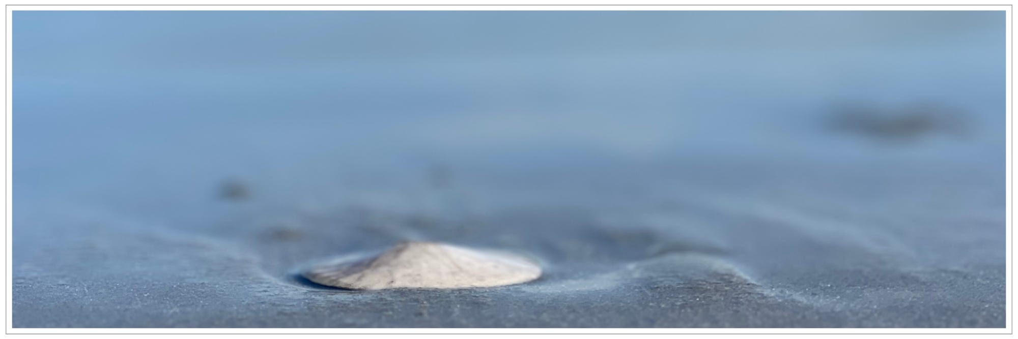 sand dollar on blue shore
