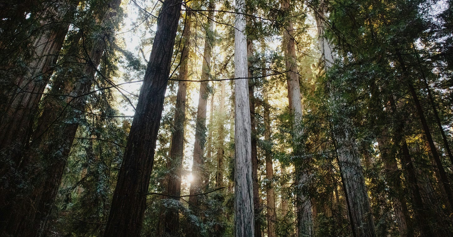 Towering redwood trees with sunlight streaming through the canopy, creating a serene and majestic forest atmosphere.