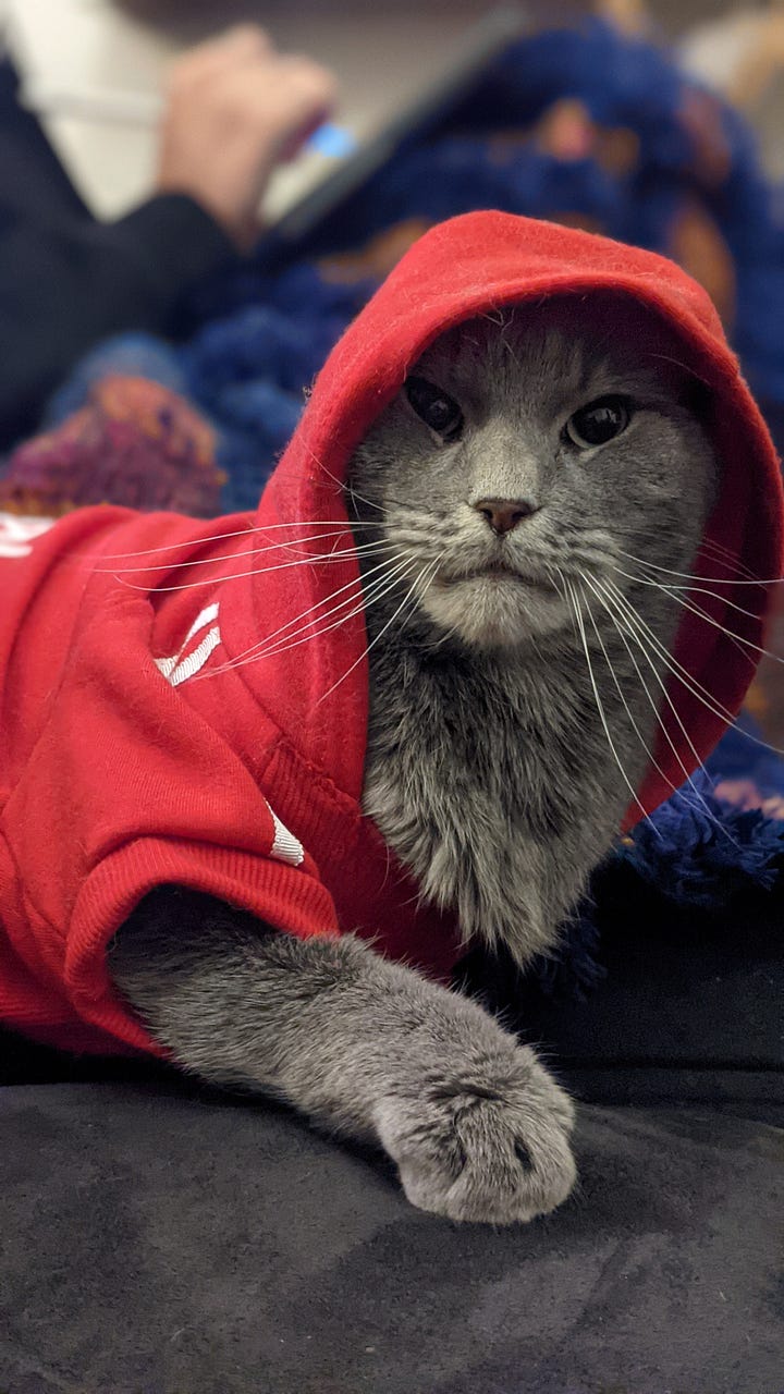 Tracksuit model cat