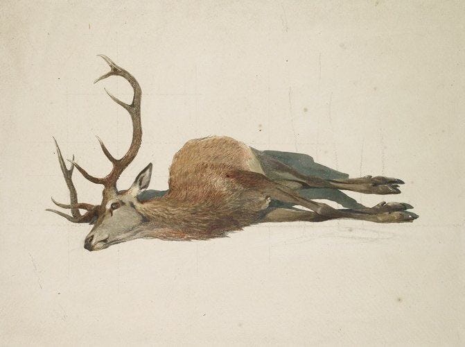 This may contain: a drawing of a deer laying down on the ground