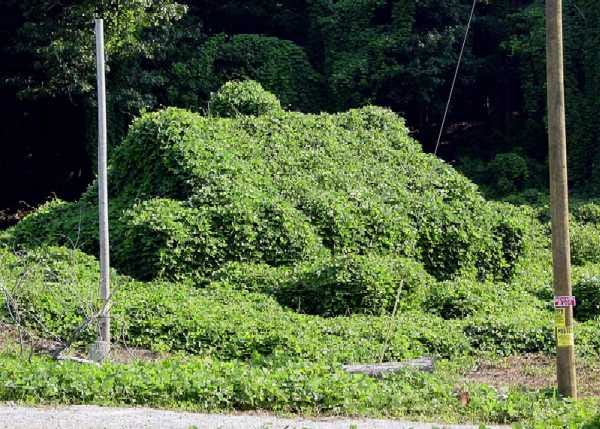 Kudzu – Growing Indoors