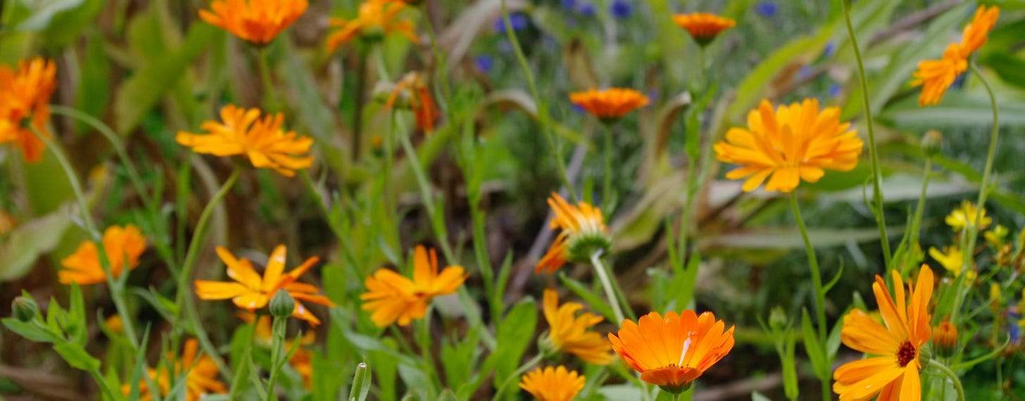 Many flowers with orange petals 