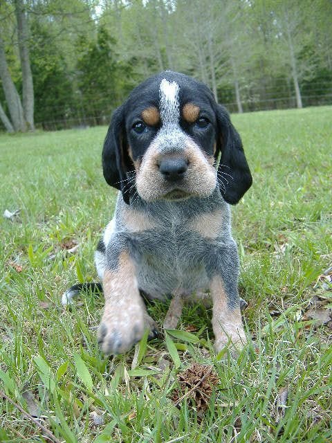 Bluetick Lab Mix Puppies Hotsell, 59% OFF | www.smokymountains.org