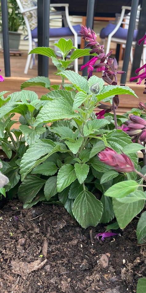 images show close up of flowers and leaves for identification