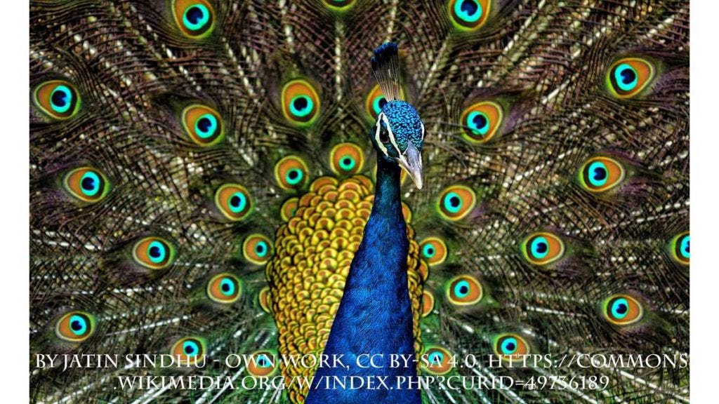 gender-peacock