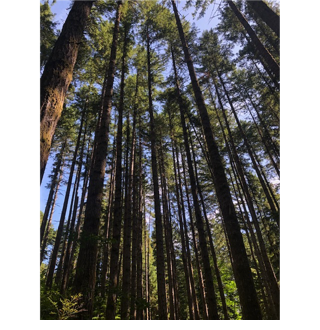 A group of tall trees

AI-generated content may be incorrect.