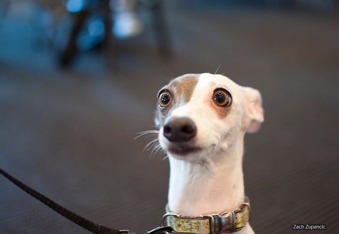 Shocked Dog | Bored Panda