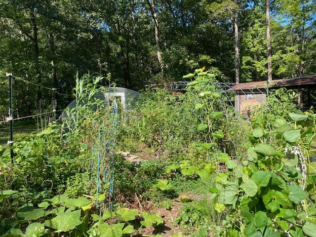 abundant vegetable garden grown with permaculture practices abundant vegetable garden grown with permaculture practices