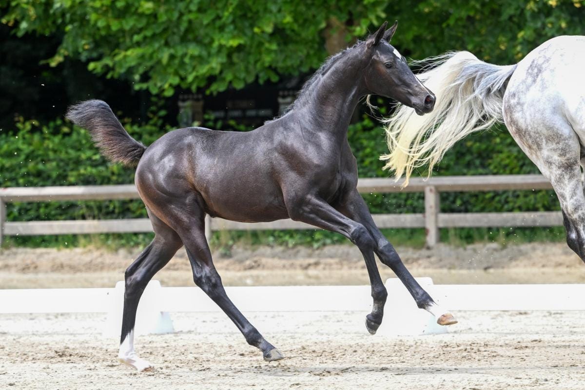 Flanders Foal Auction Heads to Peelbergen Flanders Foal Auction Heads to Peelbergen