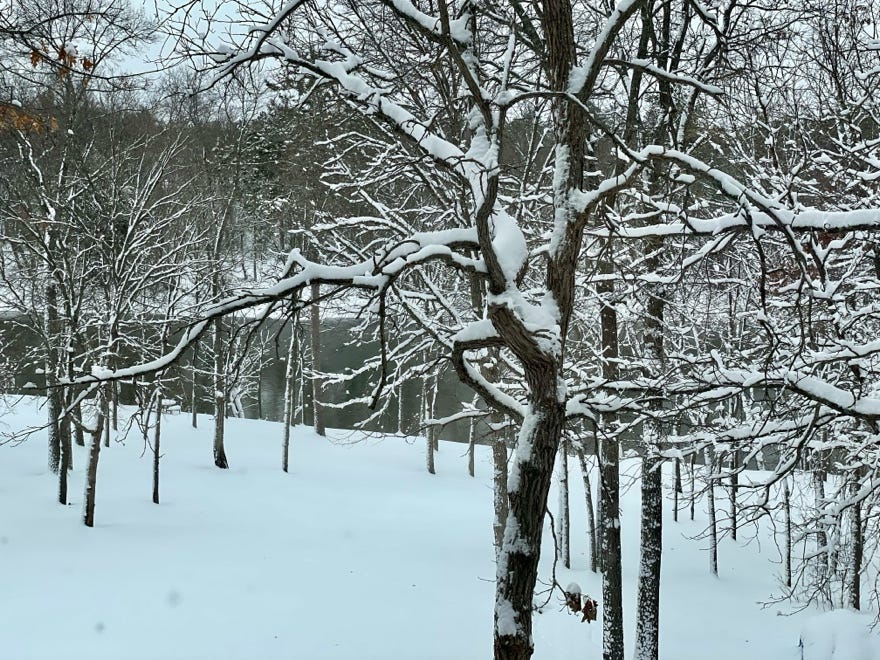 A snowy forest with trees

Description automatically generated