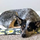 The place command: What it means to us and our dog